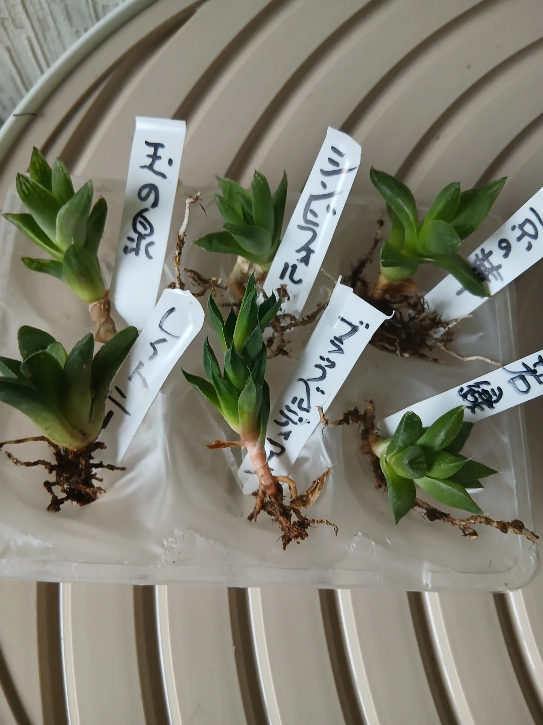 ハオルチア 多肉植物 苗 6種セット