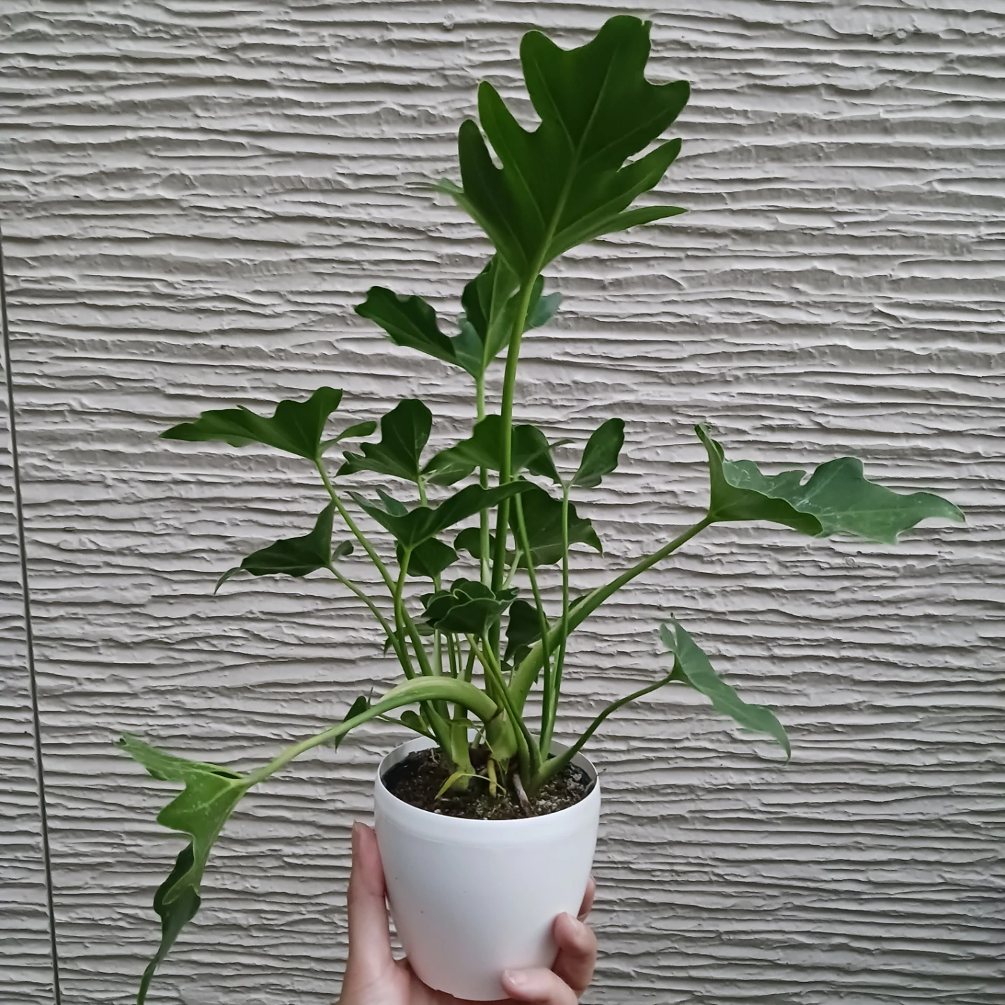 セローム　3号　観葉植物の写真4枚目