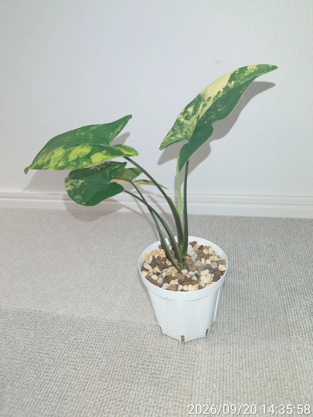 シンゴニウム カリフォルニアゴールド 観葉植物