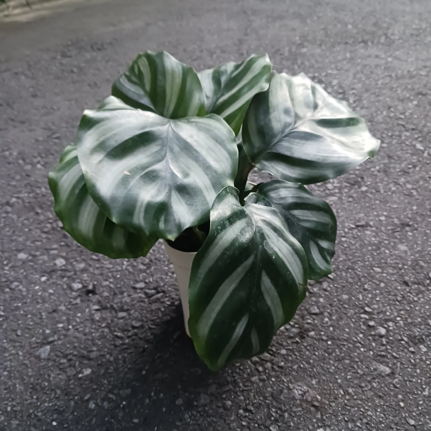 カラテア 3種 4号 観葉植物 サンデリアーナ マコヤナ ベサールの写真3枚目
