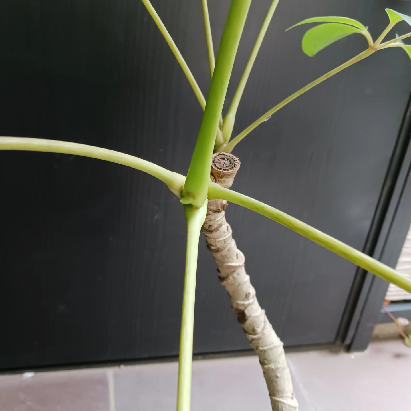 曲がり★ツピタンサス　6号　観葉植物　個性的　一点ものの写真7枚目