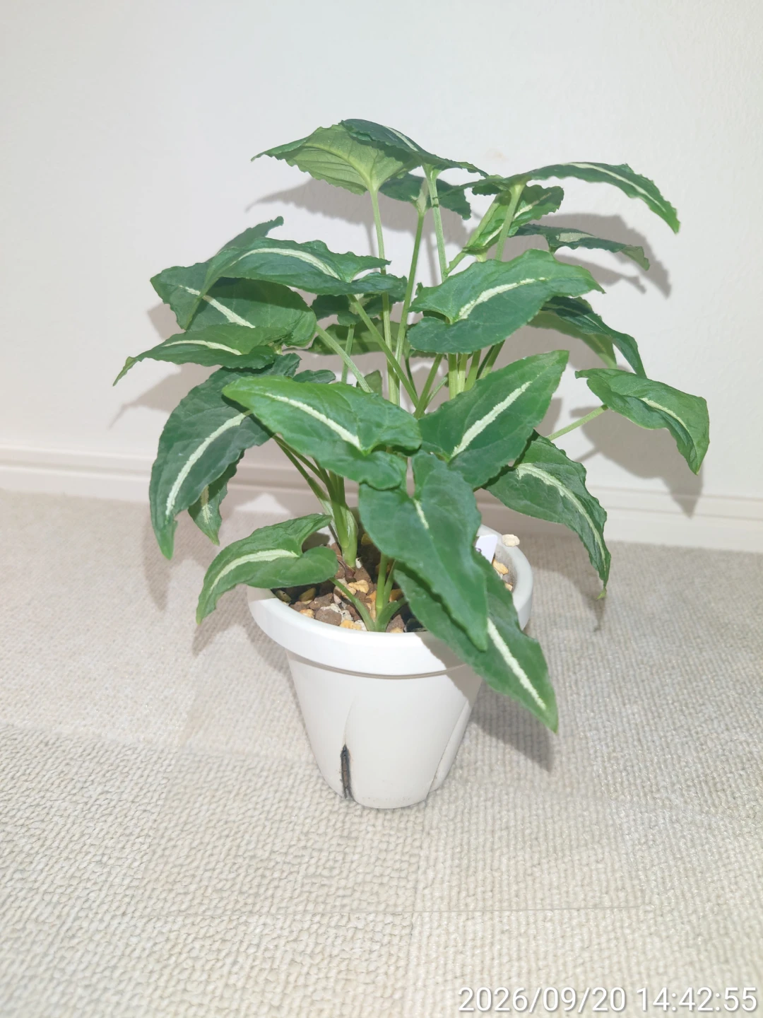 シンゴニウム グリーンベルベット 観葉植物 白鉢付きの写真4枚目