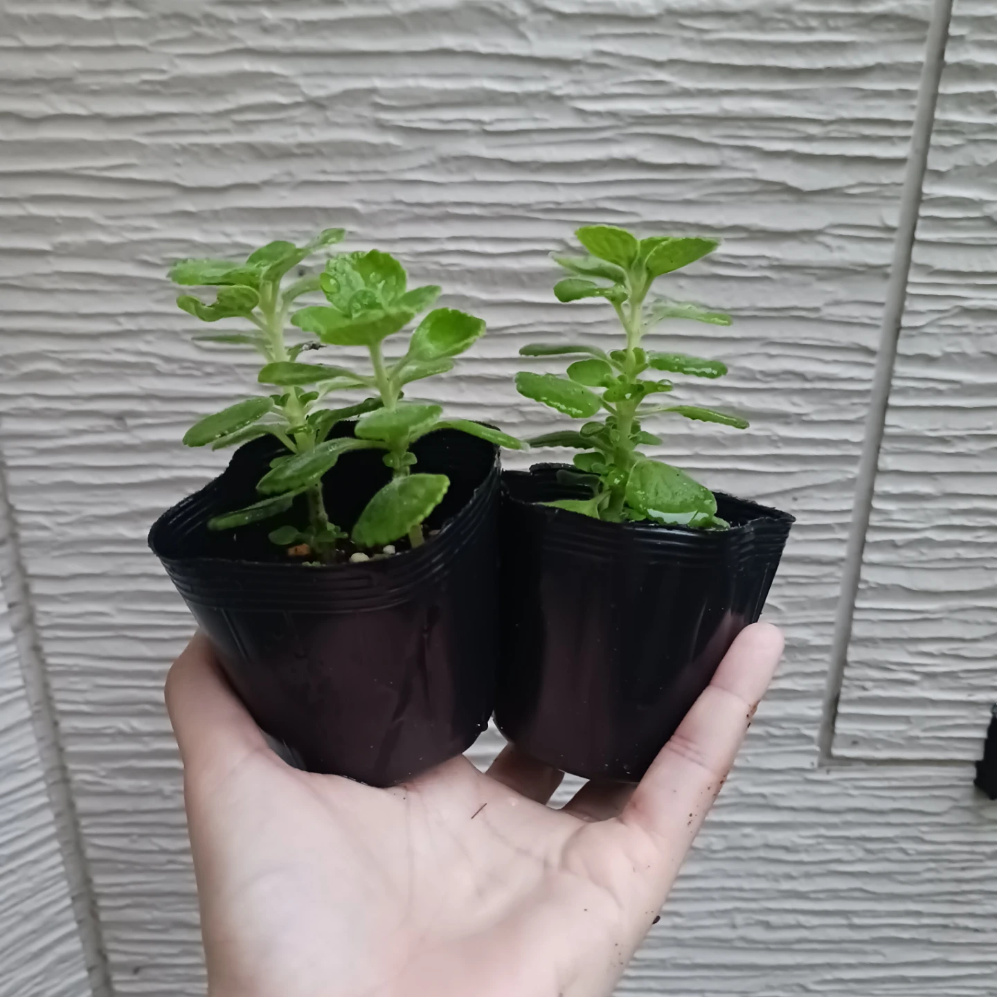 ハーブ★アロマティカス　2.5号　観葉植物　蚊除けの写真5枚目