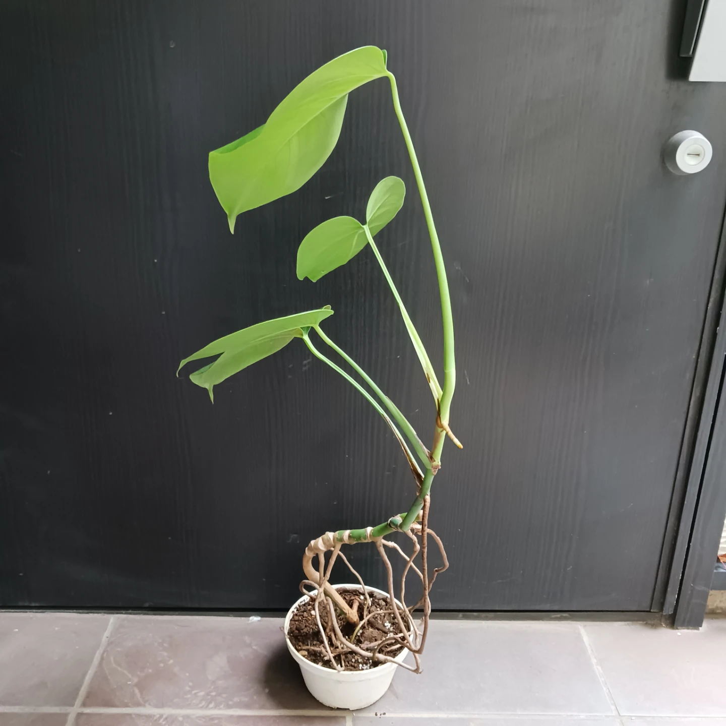 まとめ買い対象★モンステラ　5号　観葉植物の写真4枚目