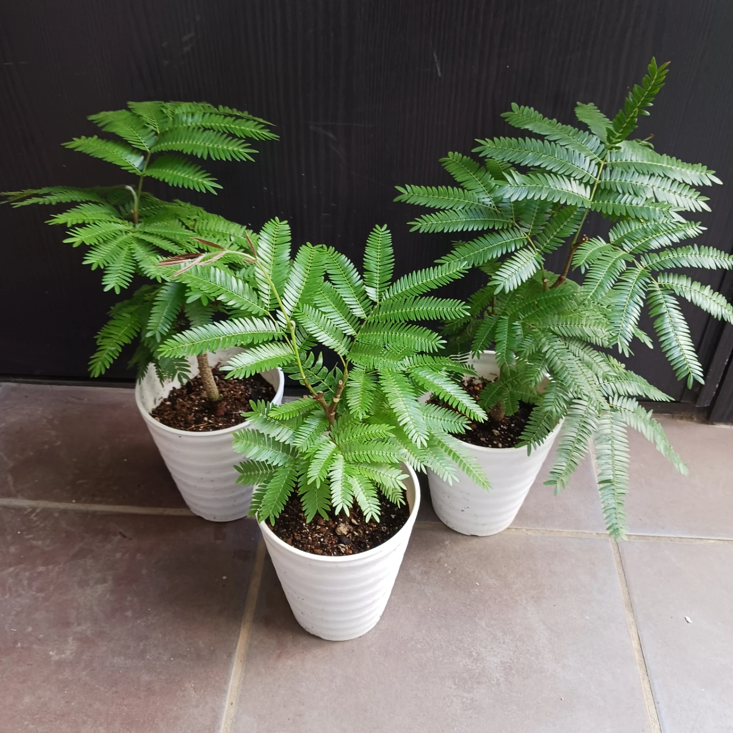 エバーフレッシュ　4号　観葉植物