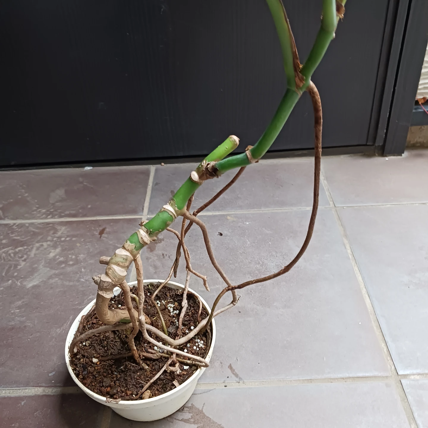 まとめ買い対象★モンステラ　5号　観葉植物の写真6枚目