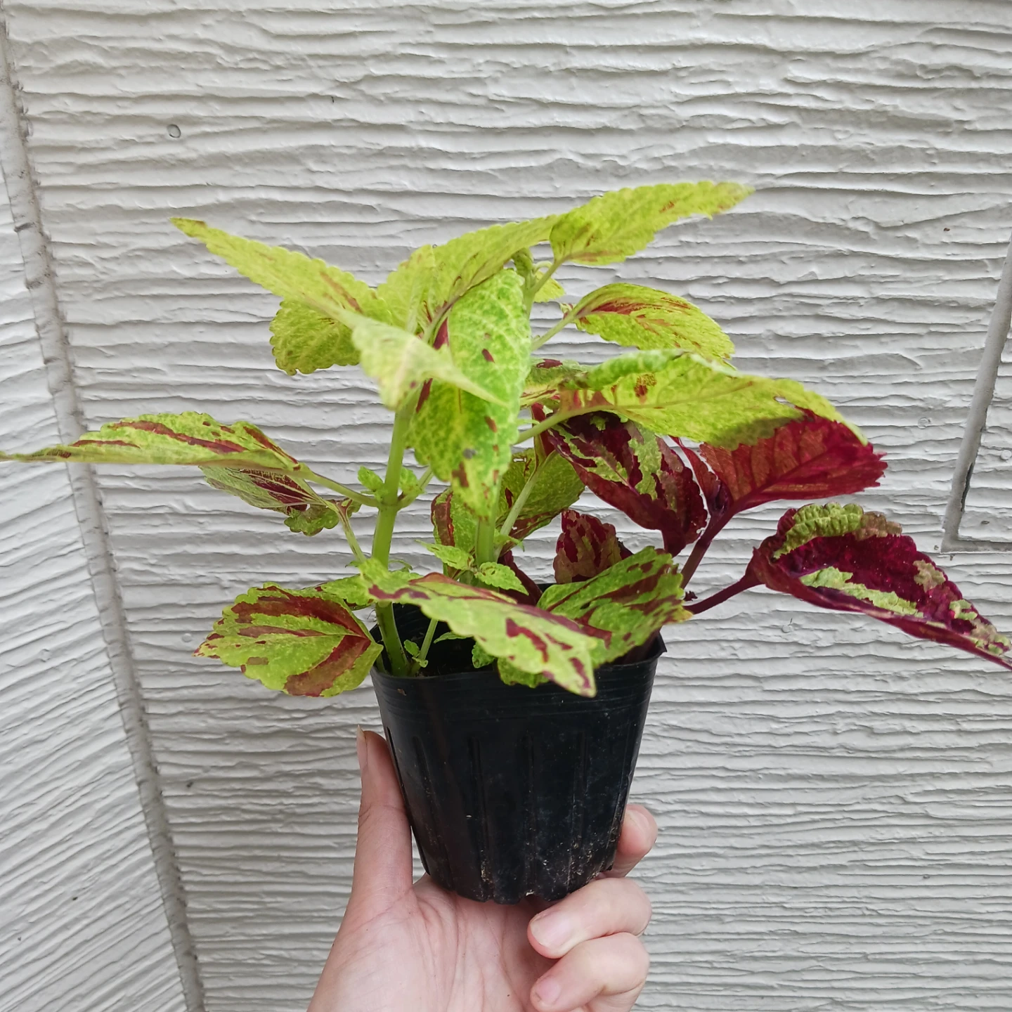 コリウス　3号ポット苗　カラーリーフ　寄せ植えの写真3枚目