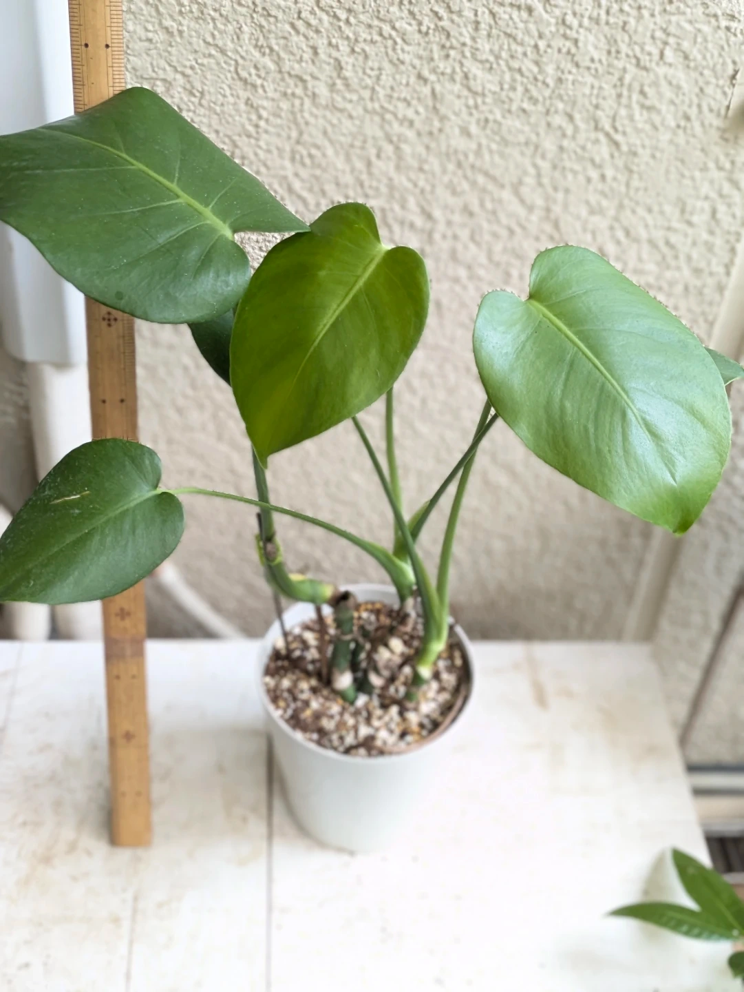 モンステラ 観葉植物 鉢植えの写真2枚目