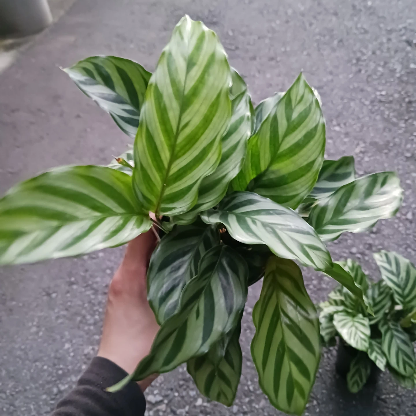 カラテア フレディ 3号ロング 硬質ポット 観葉植物の写真9枚目