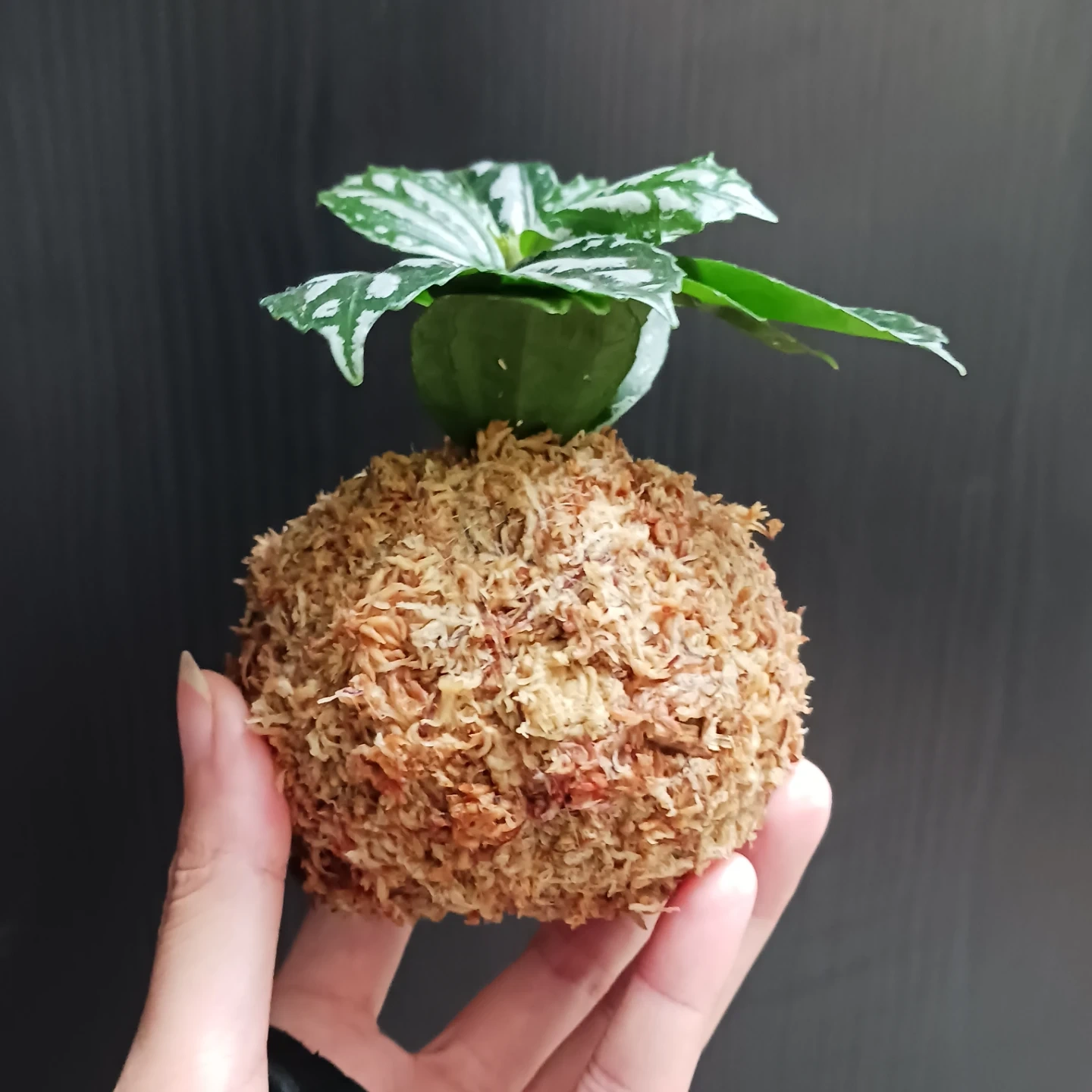 苔玉 ピレア アルミニウムプランツ 観葉植物の写真2枚目