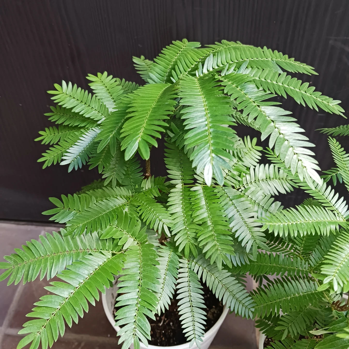 エバーフレッシュ　4号　観葉植物の写真6枚目
