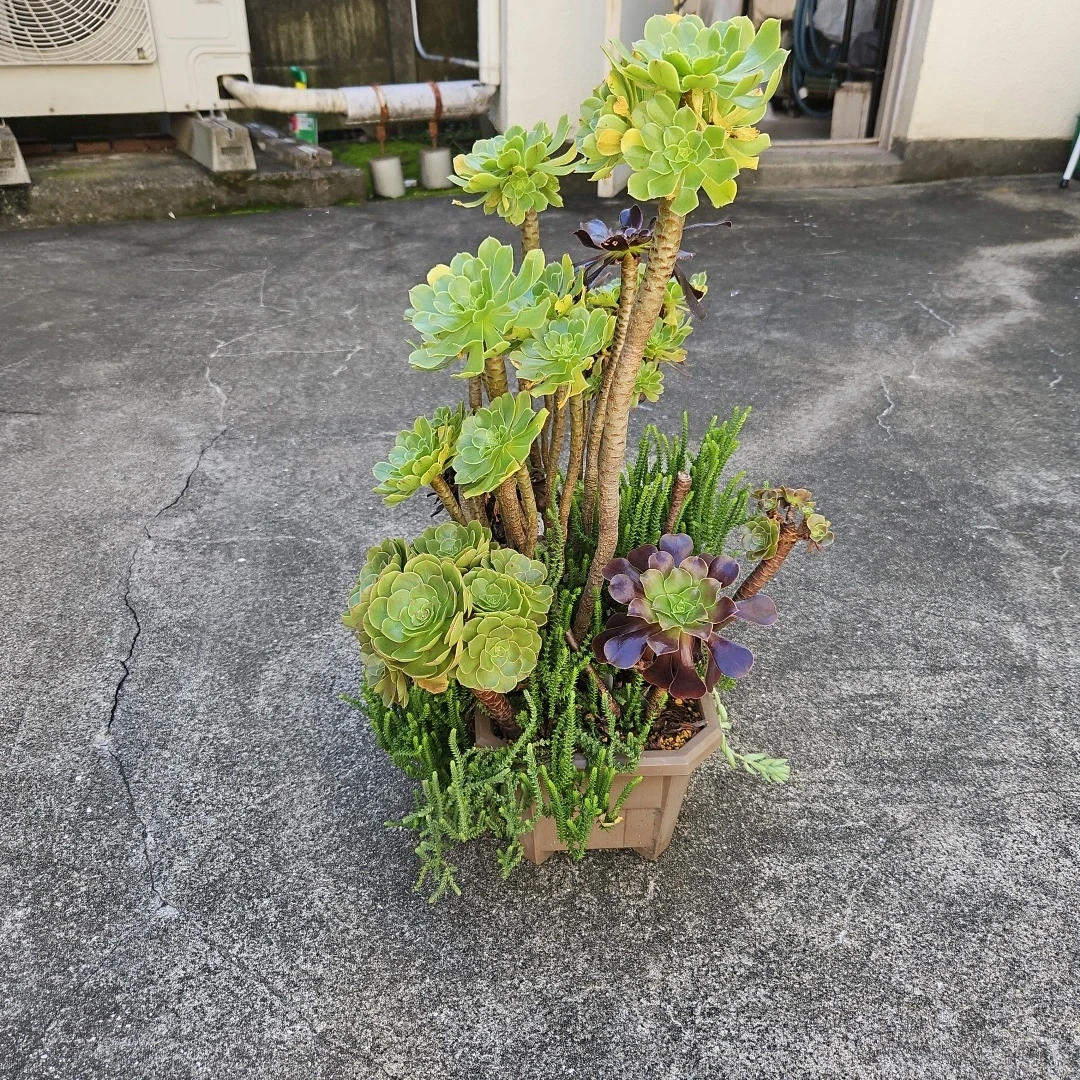 アエオニウム 寄せ植え 多肉植物の写真2枚目