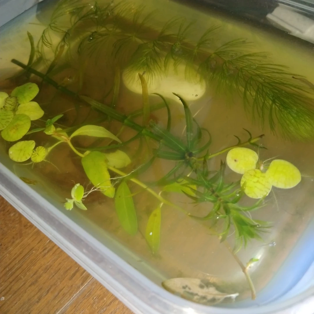 水草詰め合わせセット 針若成40