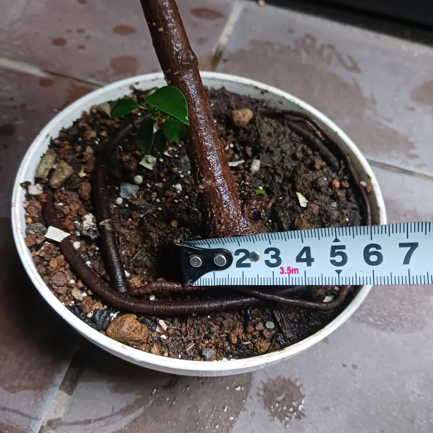 まとめ買い対象★フィカスナナ　曲がり　5号　観葉植物の写真7枚目