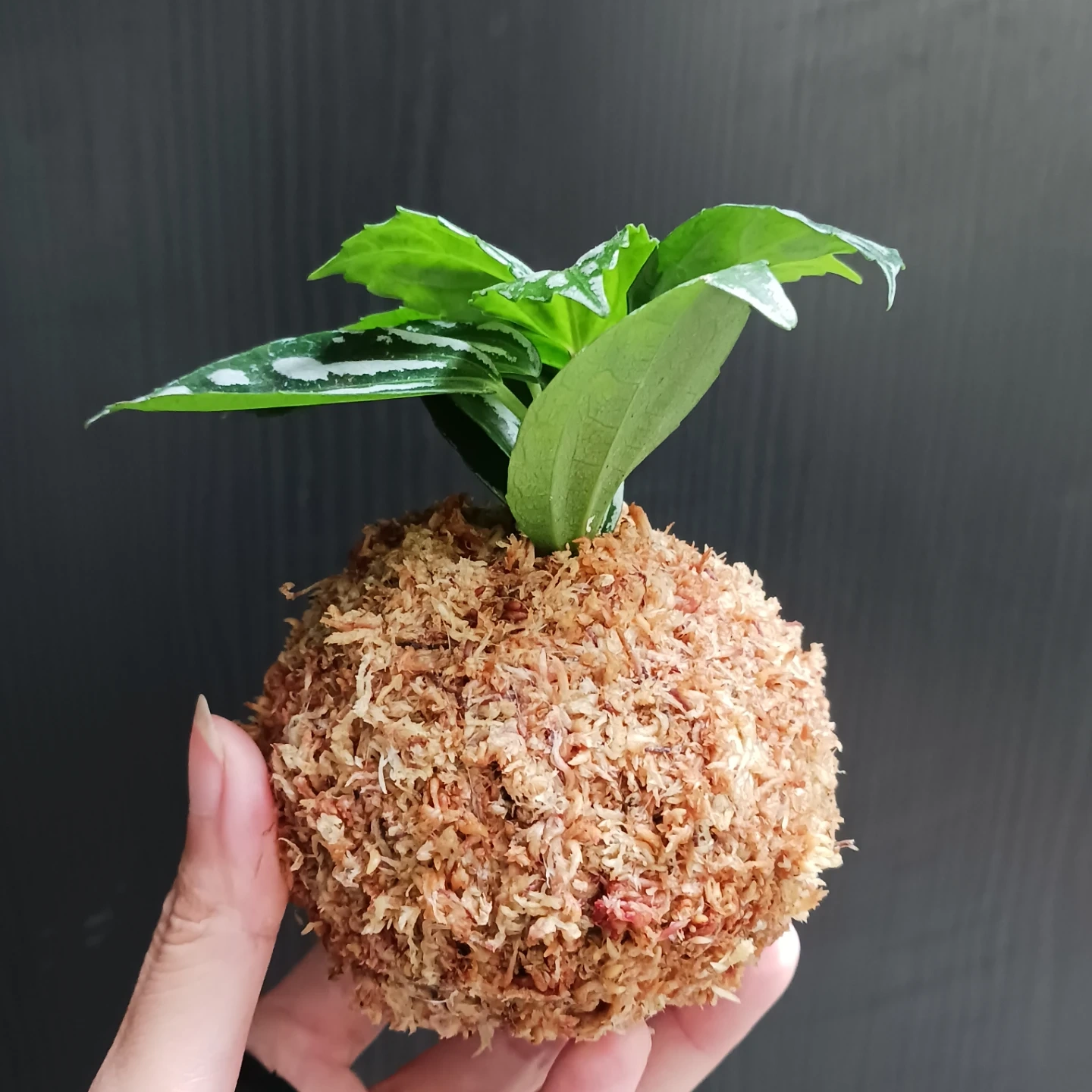 苔玉 ピレア アルミニウムプランツ 観葉植物の写真4枚目