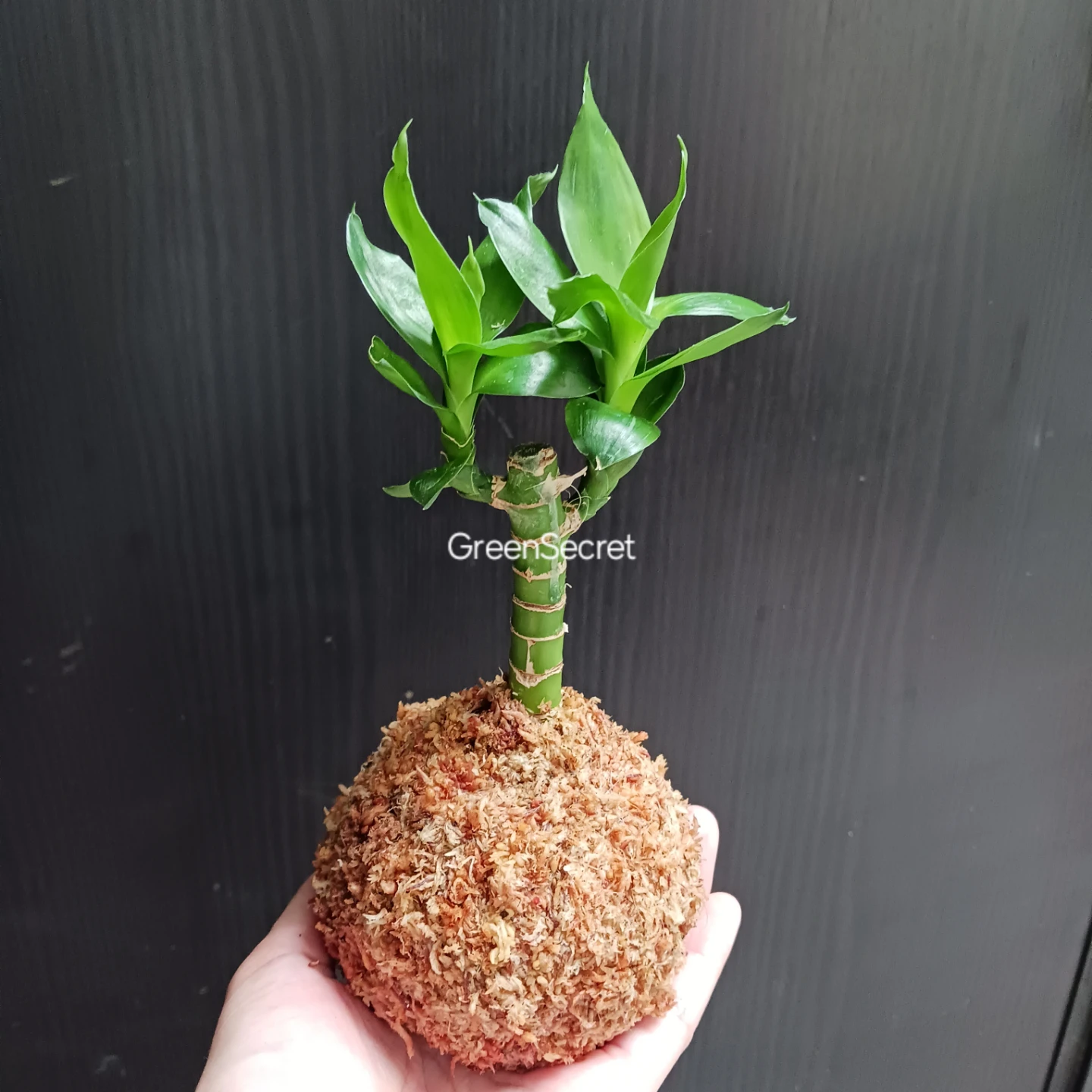 苔玉　キングバンブー　観葉植物　ドラセナ