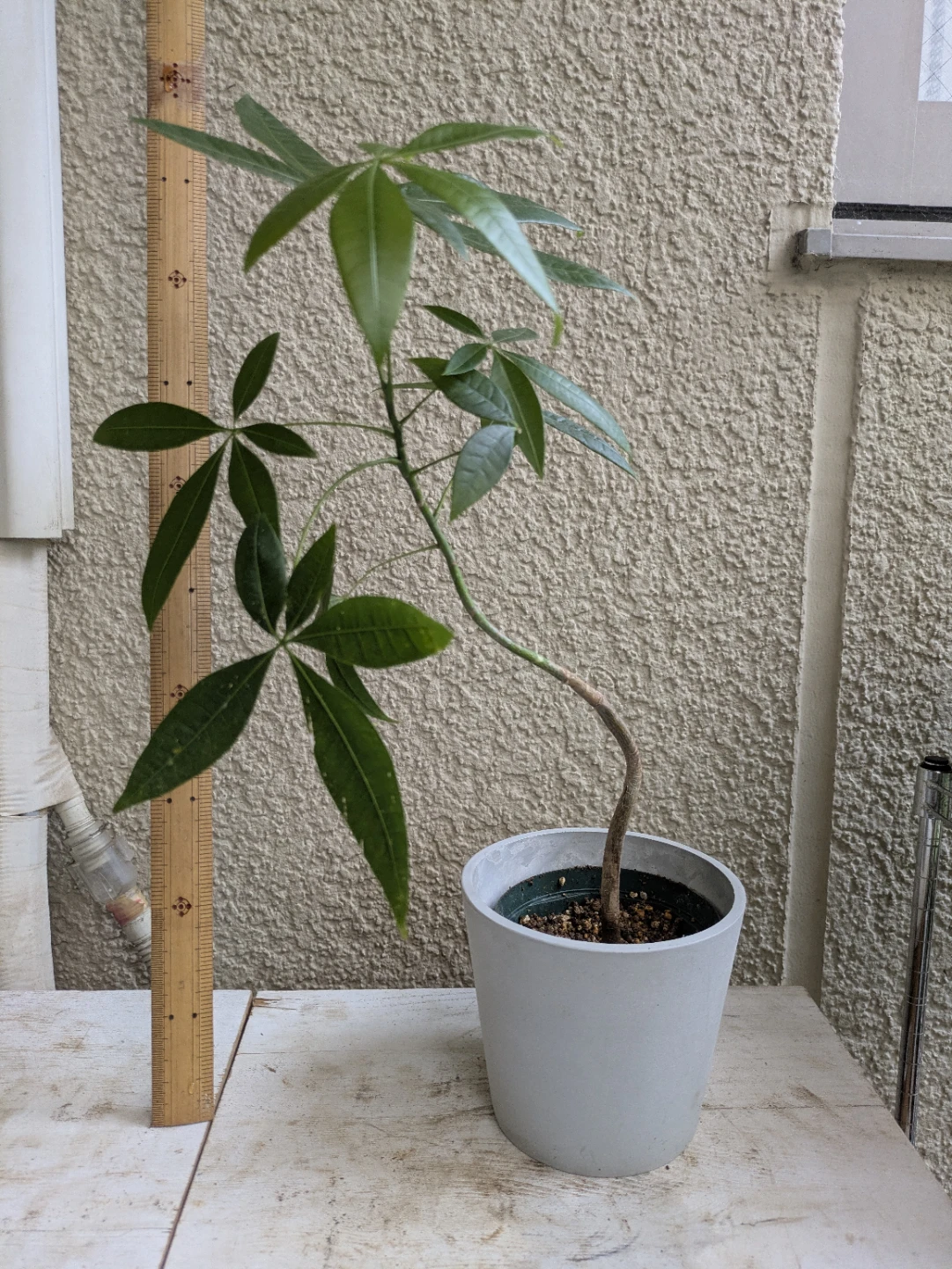 パキラ 観葉植物②