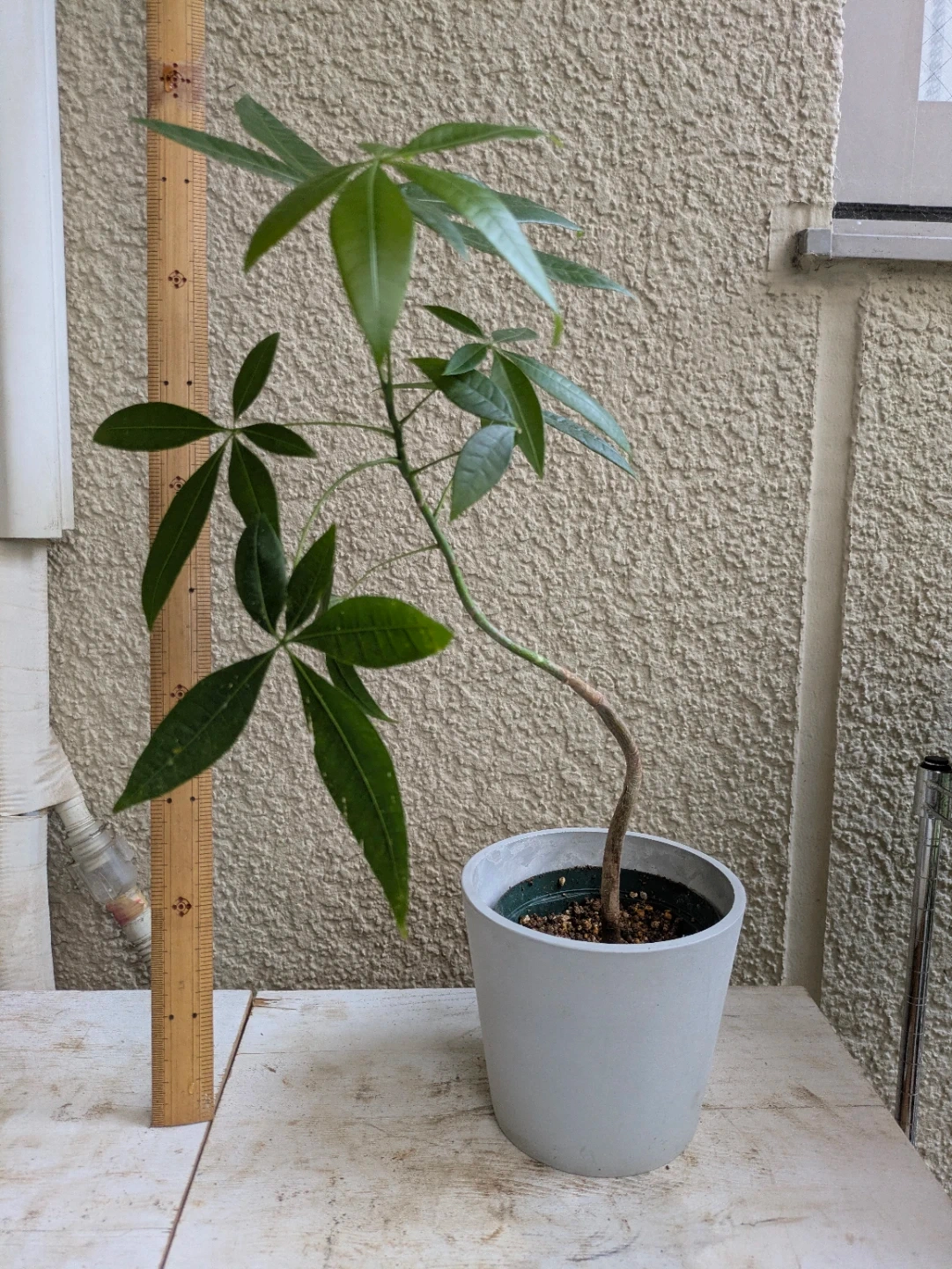 パキラ 観葉植物②