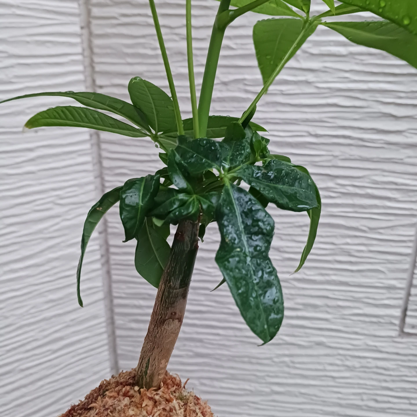 苔玉★パキラ　観葉植物の写真5枚目
