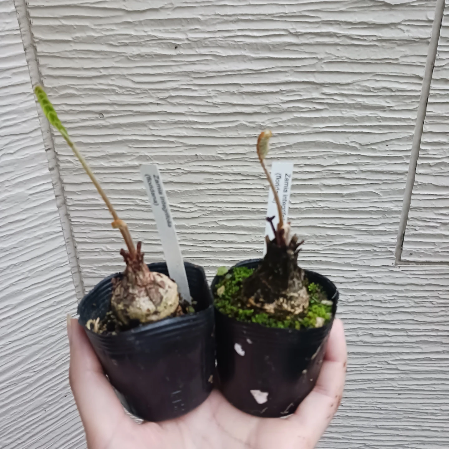 ザミアフロリダーナ　2号　観葉植物　インテグリフォリアの写真2枚目