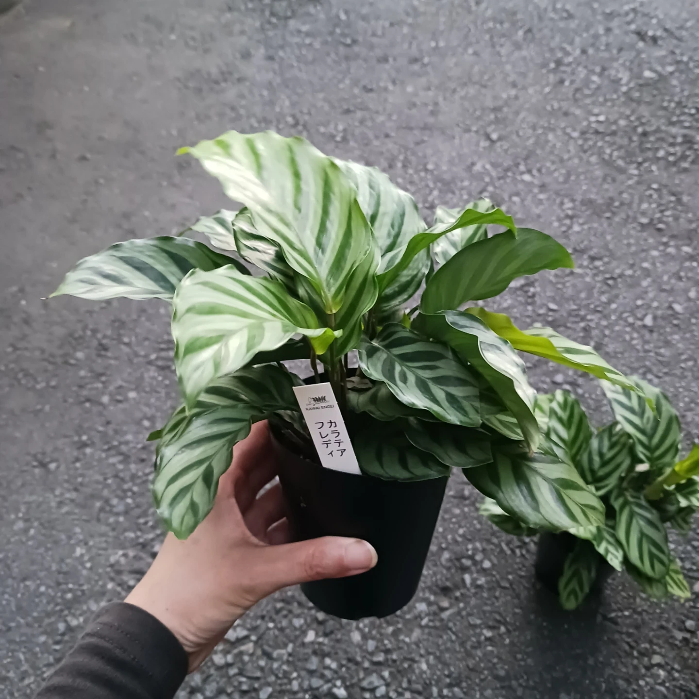 カラテア フレディ 3号ロング 硬質ポット 観葉植物の写真7枚目