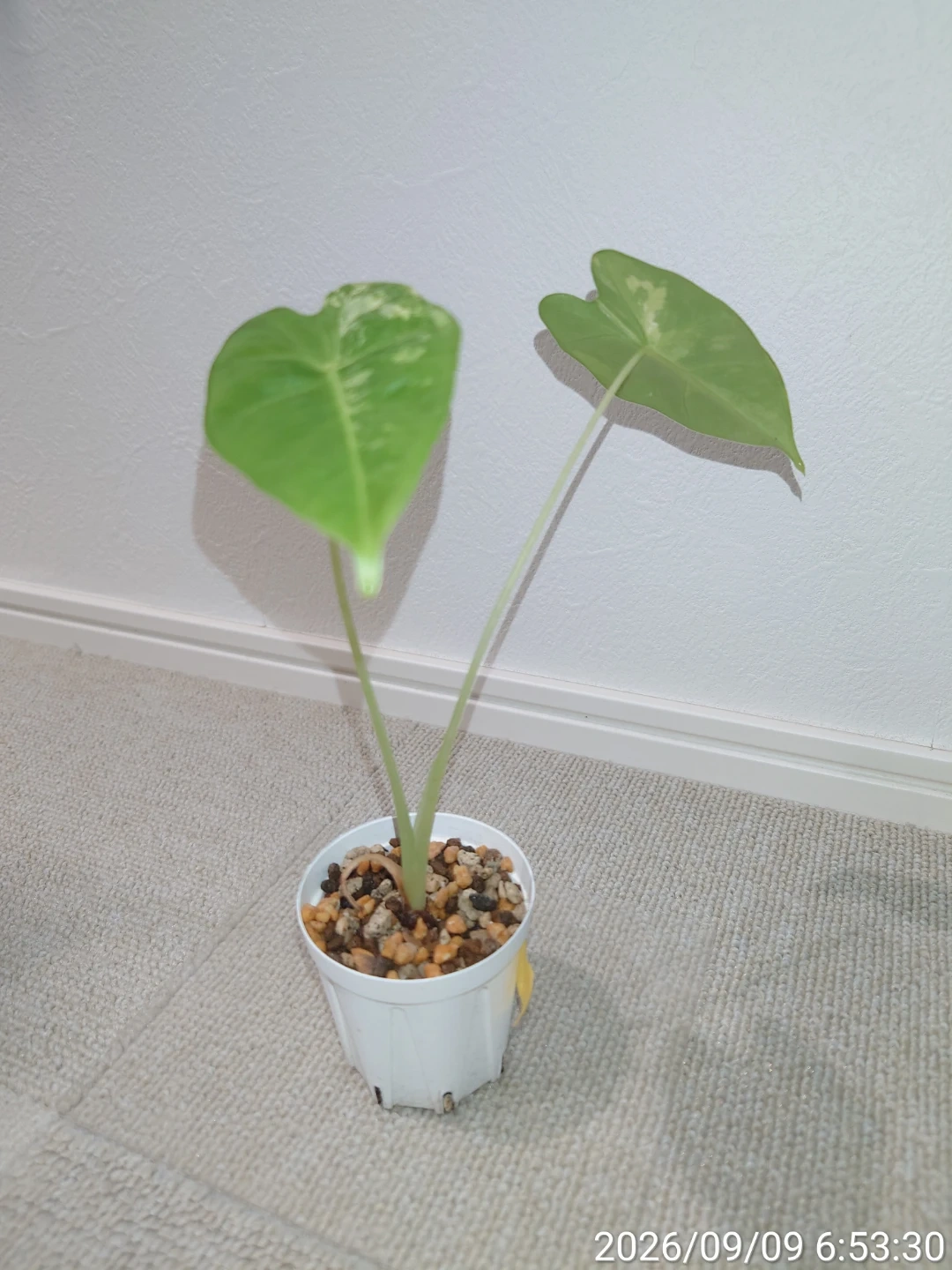 アロカシア グリーンベルベット バリエガータ 観葉植物 白鉢付きの写真2枚目