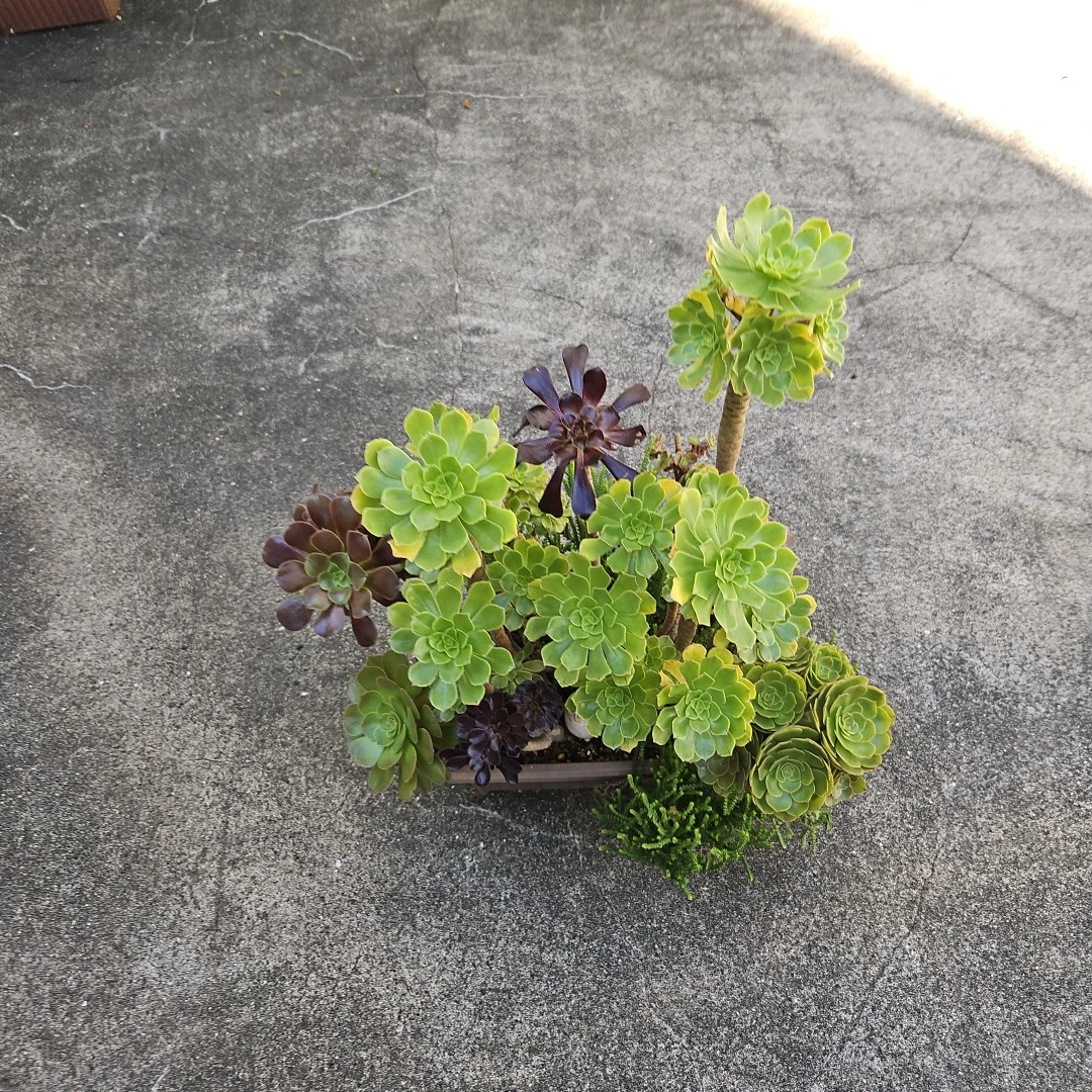 アエオニウム 寄せ植え 多肉植物の写真8枚目