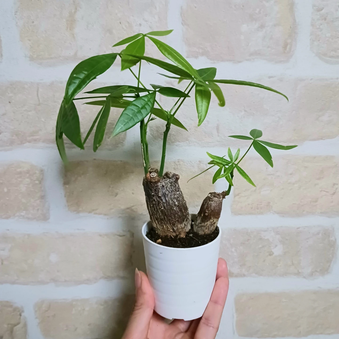 ぷっくり太幹 パキラ 2号 観葉植物 ミニの写真3枚目