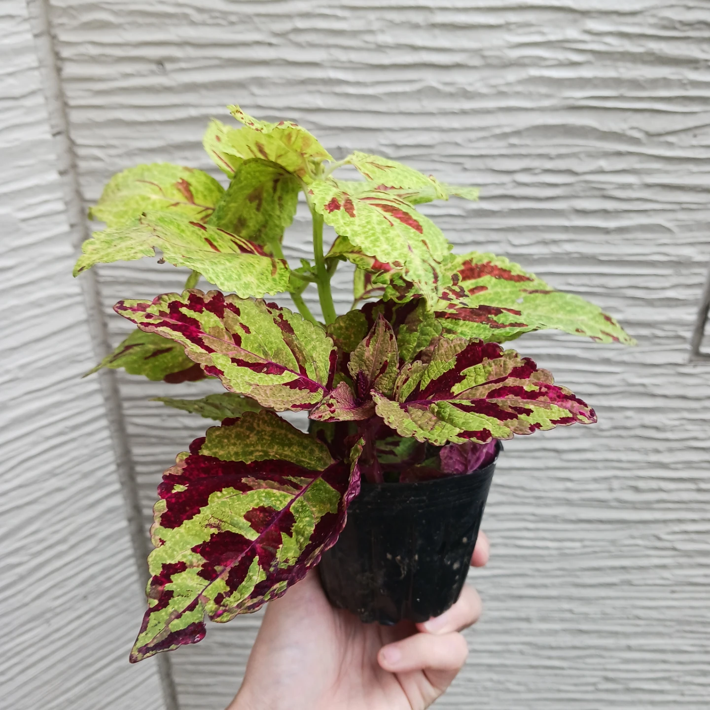 コリウス　3号ポット苗　カラーリーフ　寄せ植えの写真4枚目
