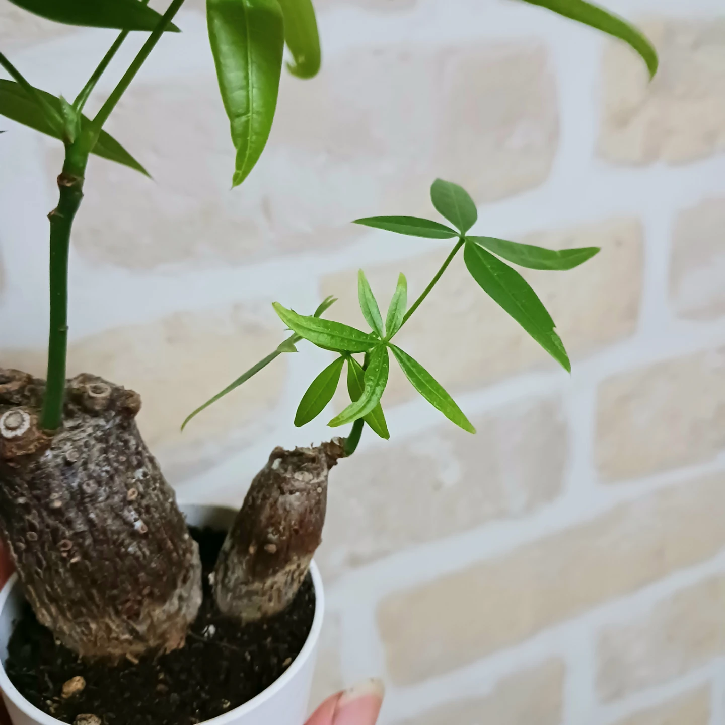 ぷっくり太幹 パキラ　2号　観葉植物　ミニの写真7枚目