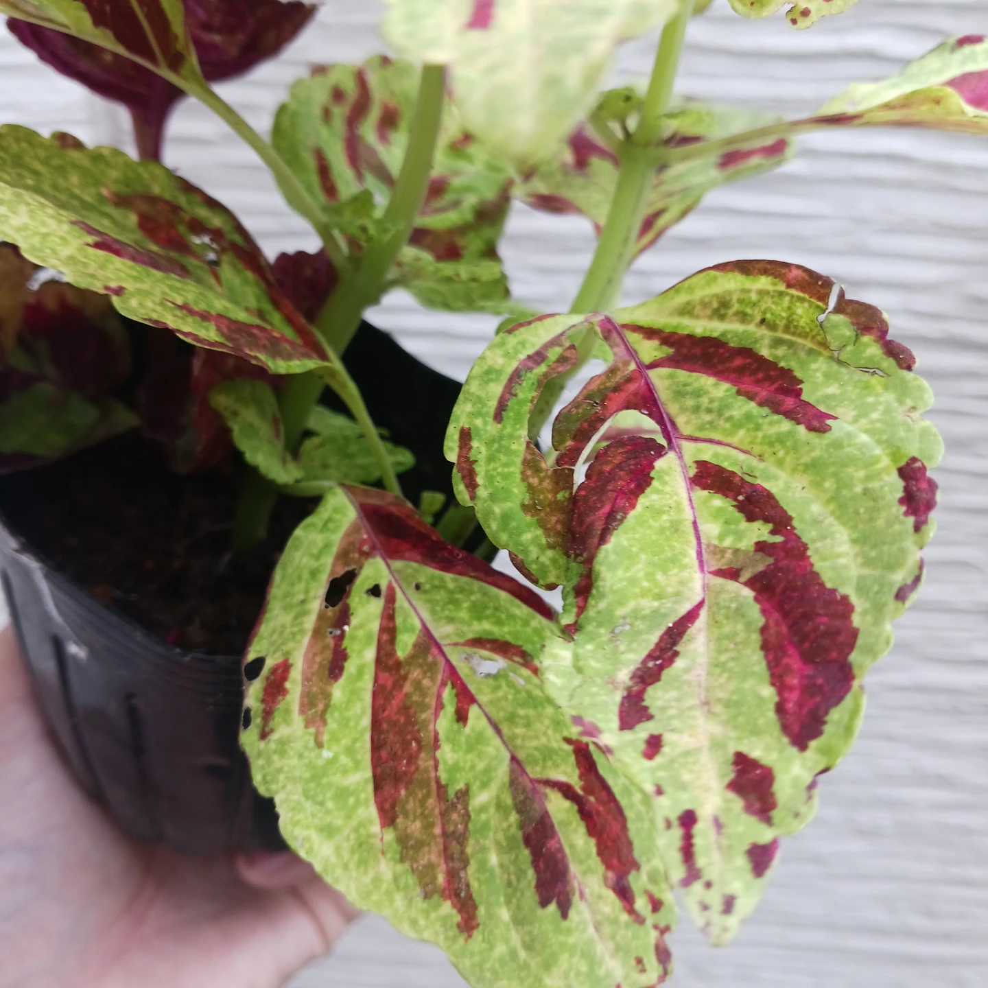 コリウス　3号ポット苗　カラーリーフ　寄せ植えの写真9枚目