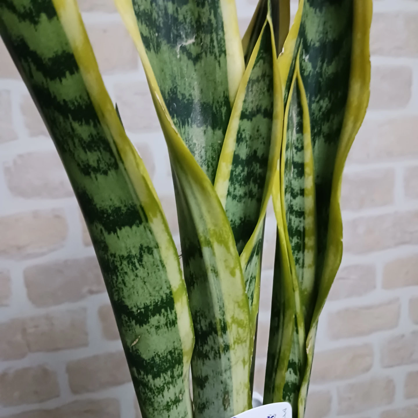 サンスベリア　4号　角鉢　サンセベリア　ローレンチ　観葉植物の写真2枚目