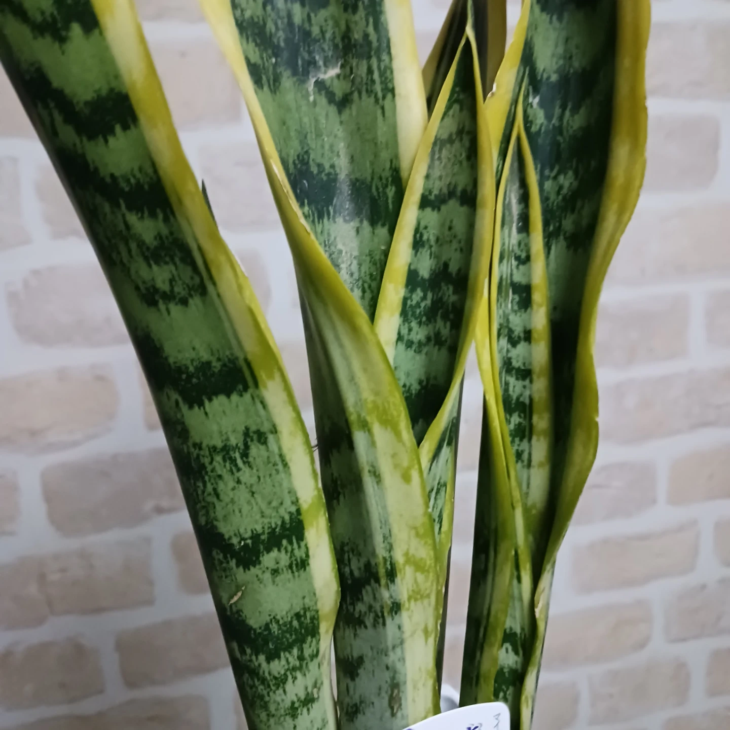 サンスベリア 4号 角鉢 サンセベリア ローレンチ 観葉植物の写真2枚目