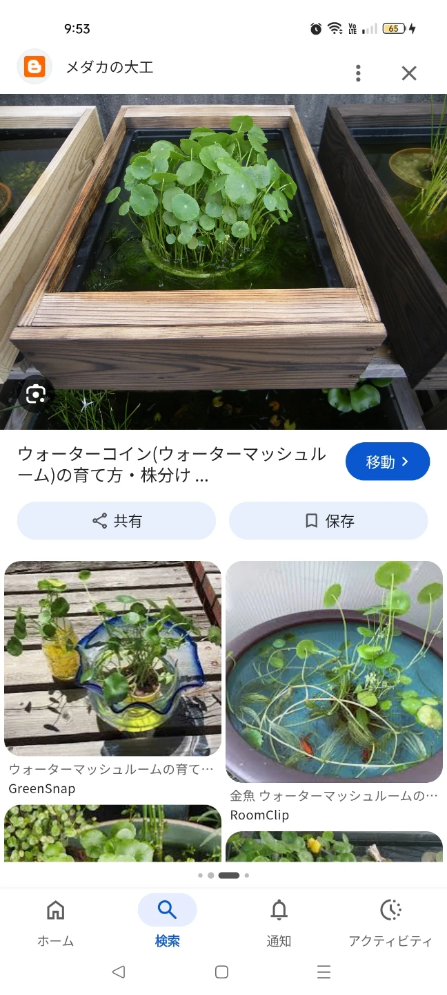 無料ウォーターマッシュルーム ビオトープに🎶の写真2枚目