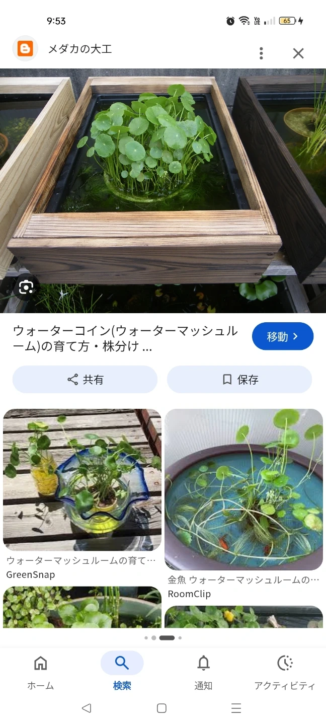 無料ウォーターマッシュルーム ビオトープに🎶の写真2枚目