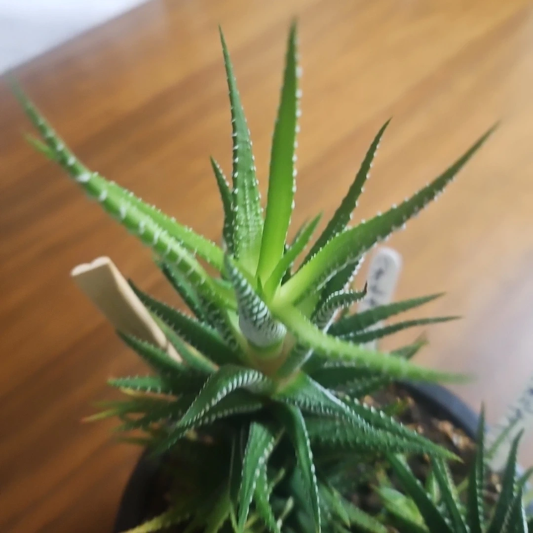 ◽ハオルチア◽ 十二の巻 ◽2株寄せ植えの写真9枚目