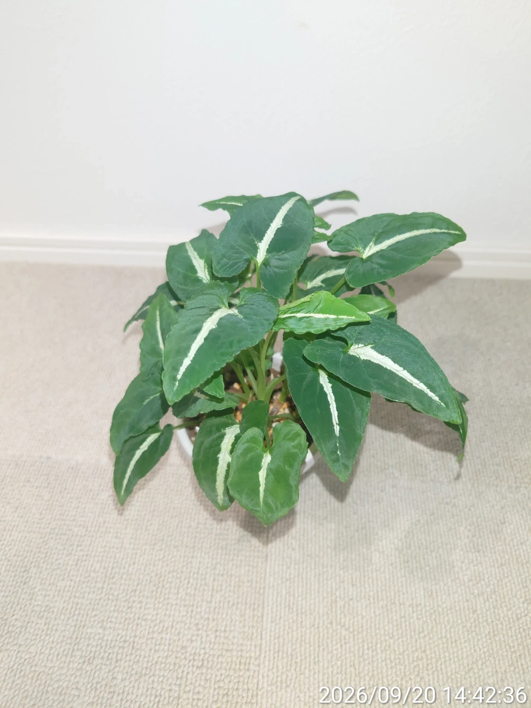 シンゴニウム グリーンベルベット 観葉植物 白鉢付きの写真2枚目