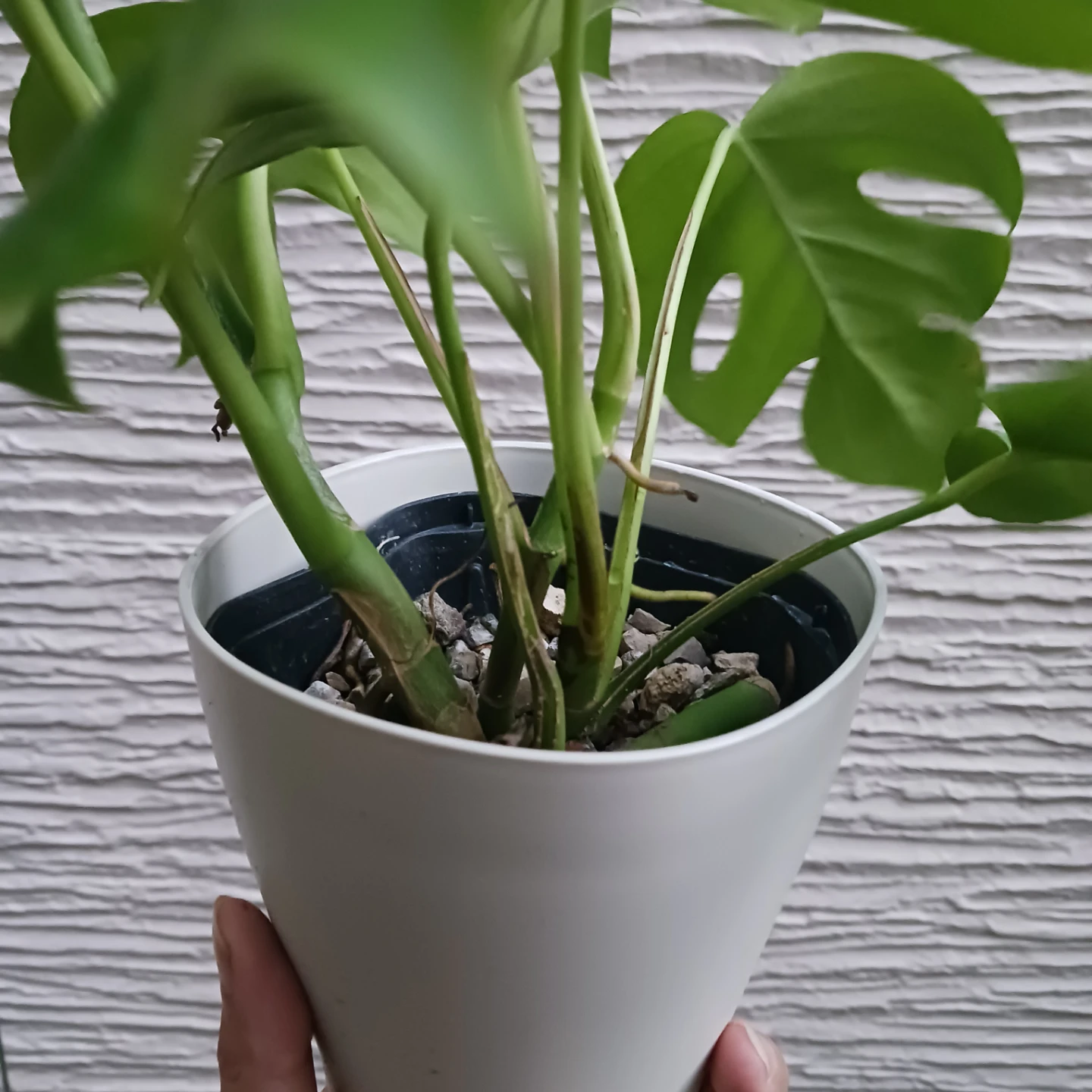 ヒメモンステラ　4号　観葉植物の写真3枚目