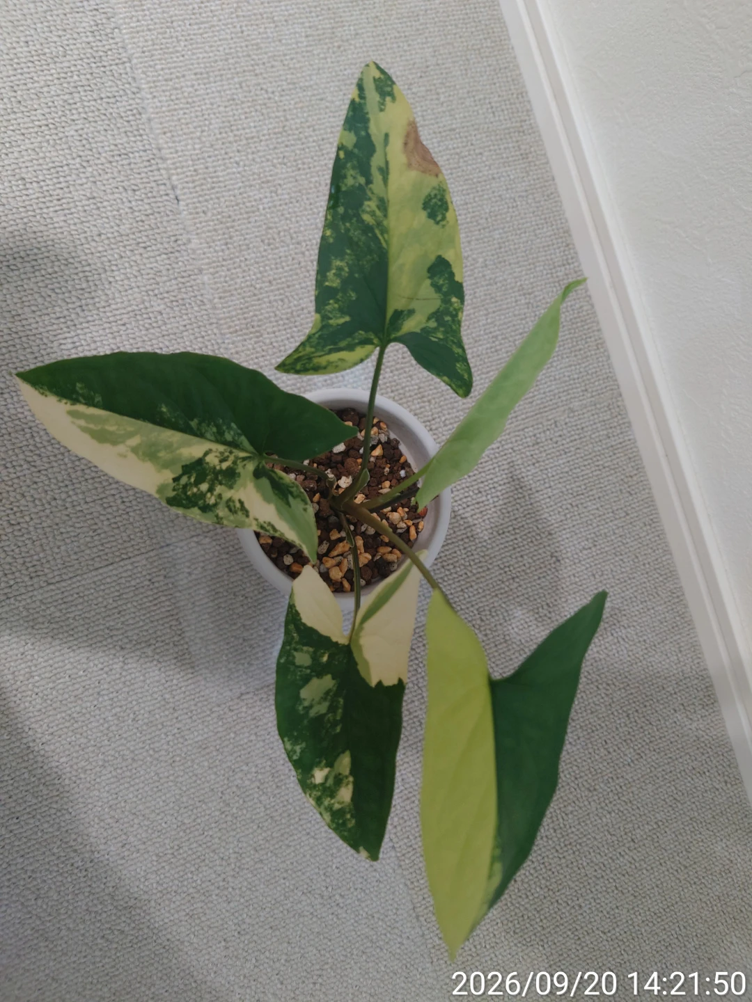 シンゴニウム カルフォルニアゴールド 観葉植物の写真2枚目