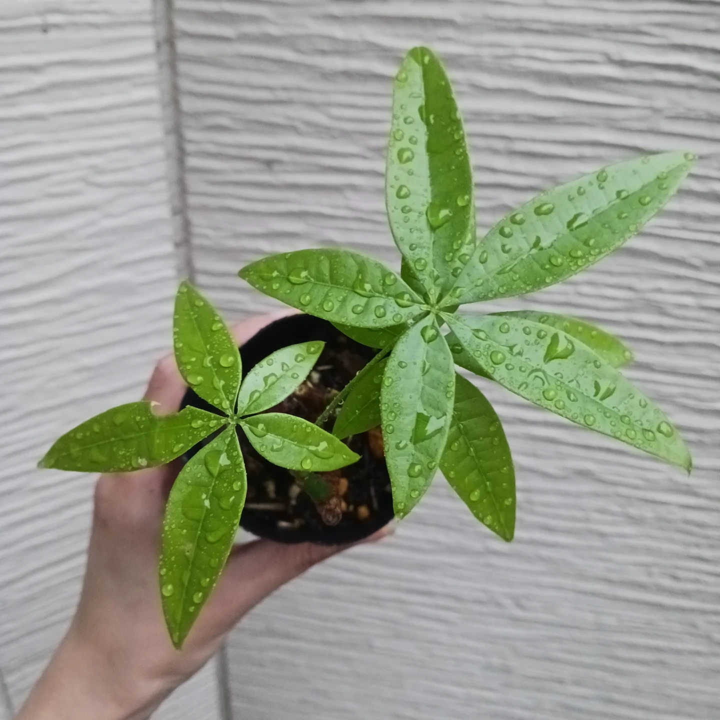 ぷっくり幹太★パキラ 2.5号 観葉植物の写真6枚目