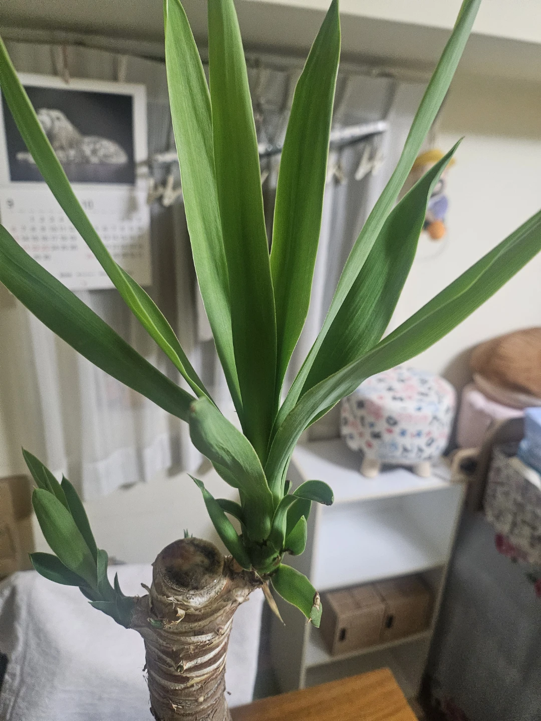 ◽ユッカ◽エレファンティペス◽観葉植物◽極太幹の写真9枚目