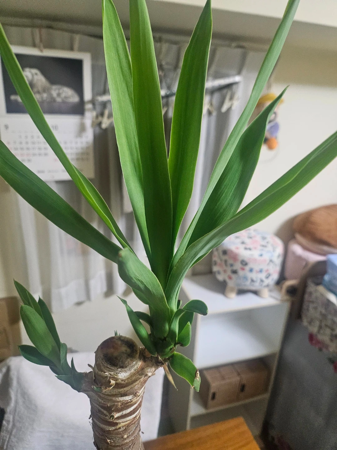 ◽ユッカ◽エレファンティペス◽観葉植物◽極太幹の写真9枚目