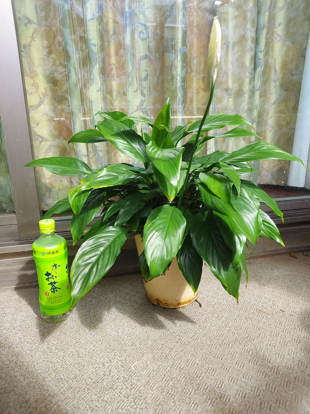 スパティフィラム 鉢植え 観葉植物