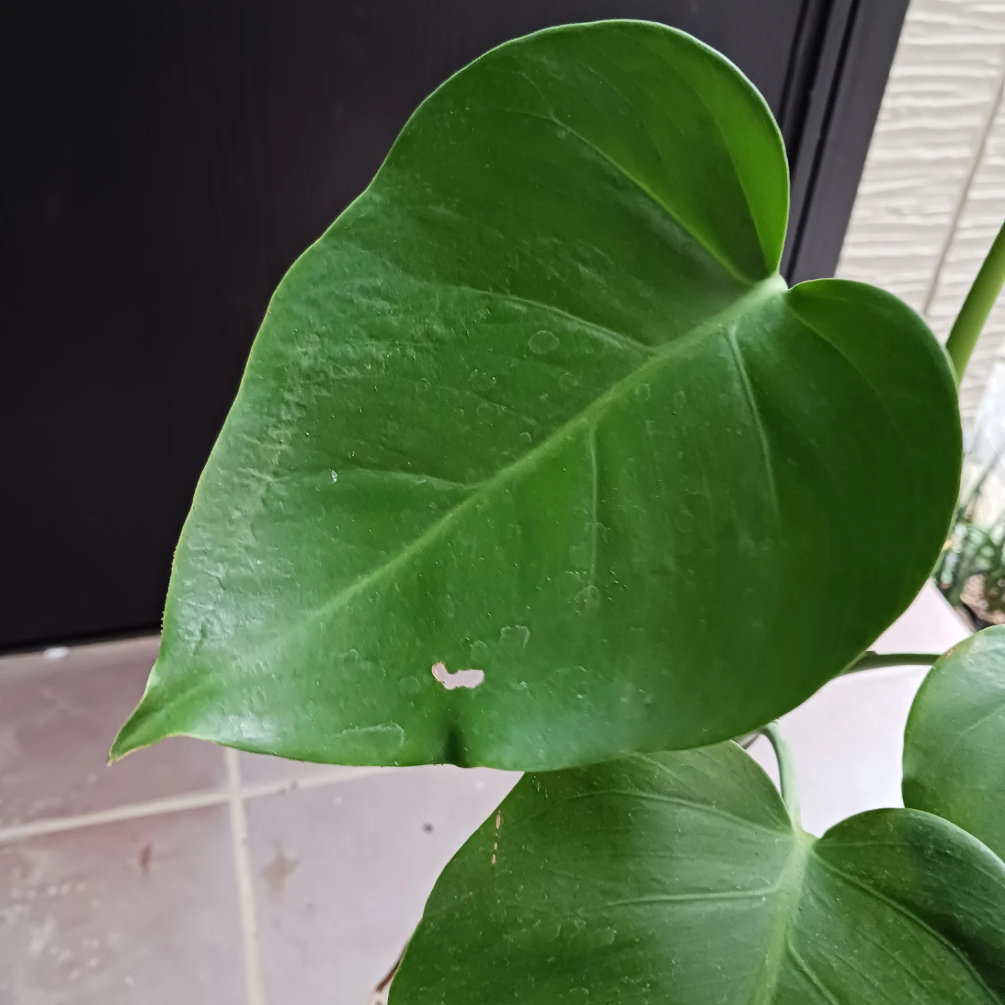 まとめ買い対象★モンステラ　5号　観葉植物の写真8枚目