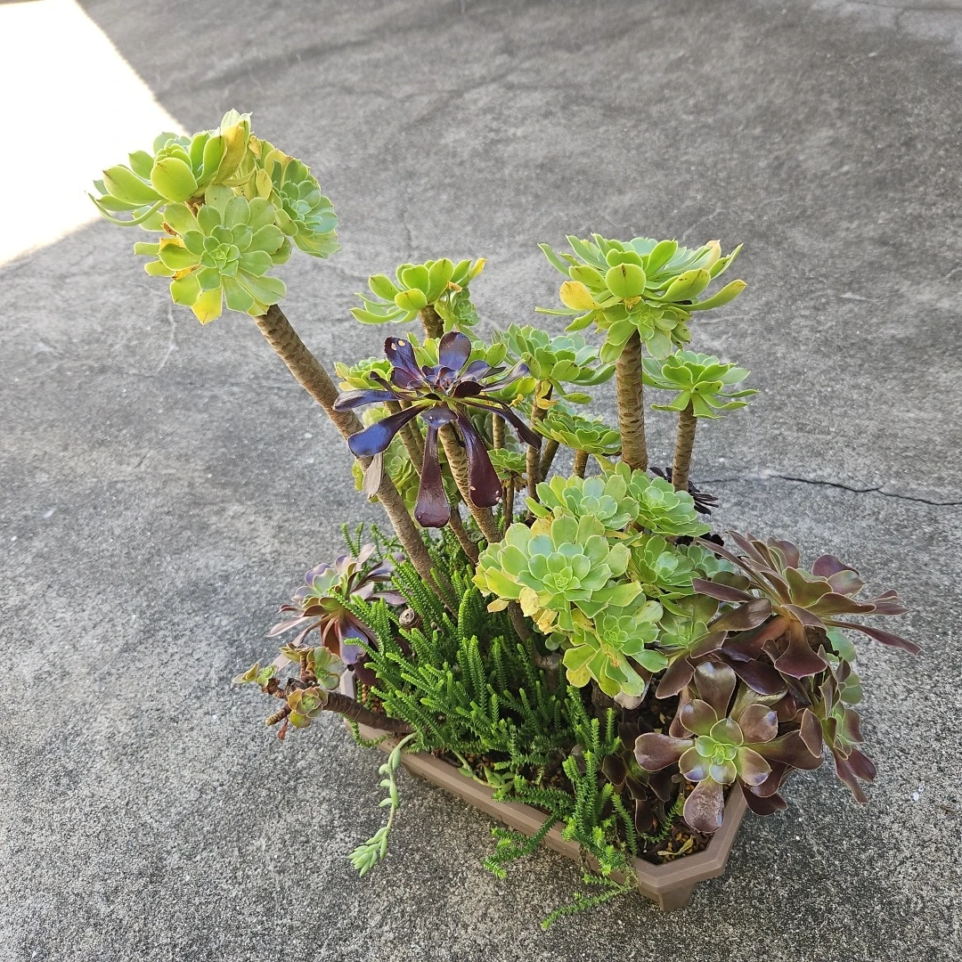 アエオニウム 寄せ植え 多肉植物の写真5枚目