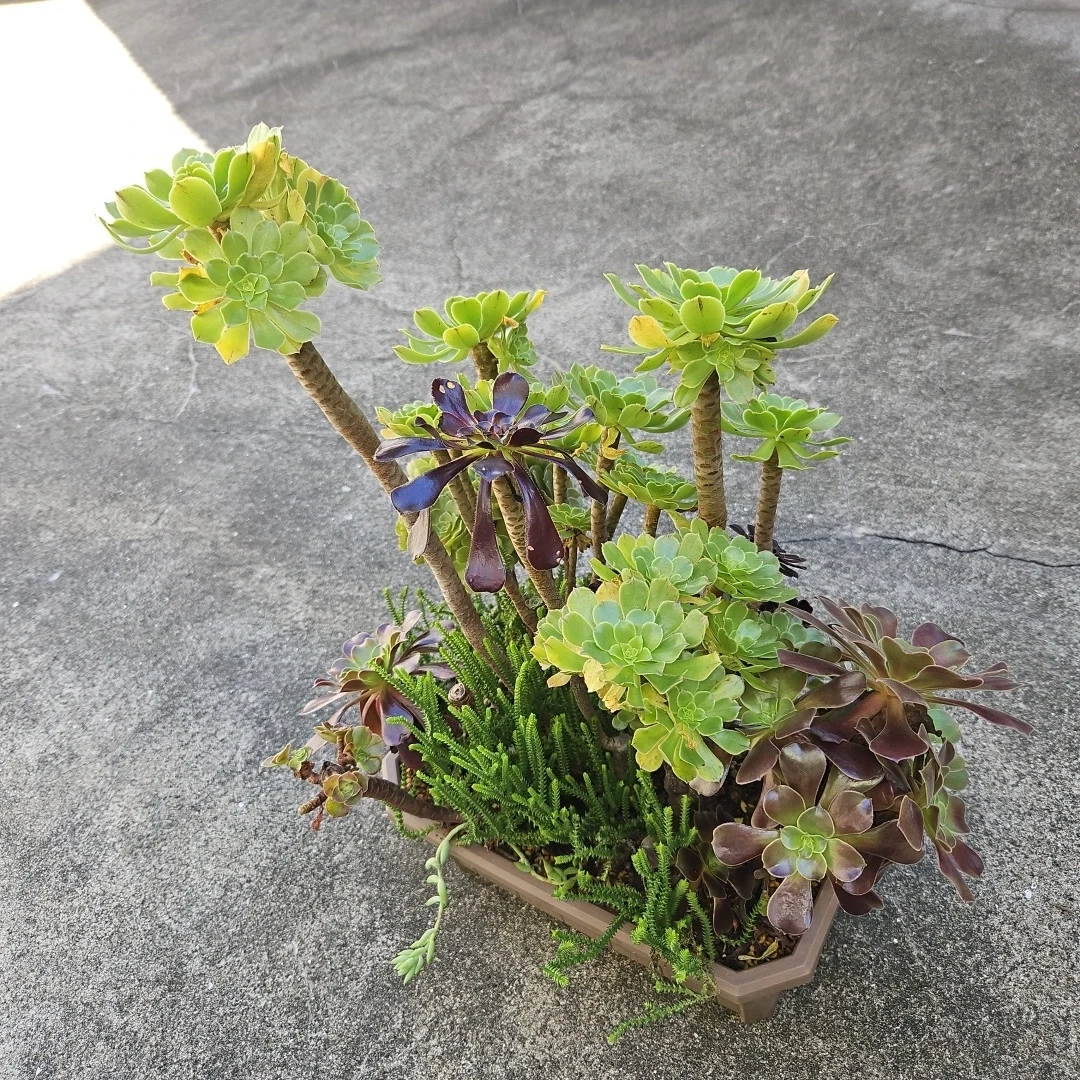 アエオニウム 寄せ植え 多肉植物の写真5枚目