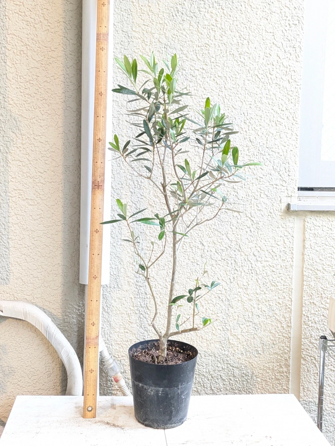 オリーブ②