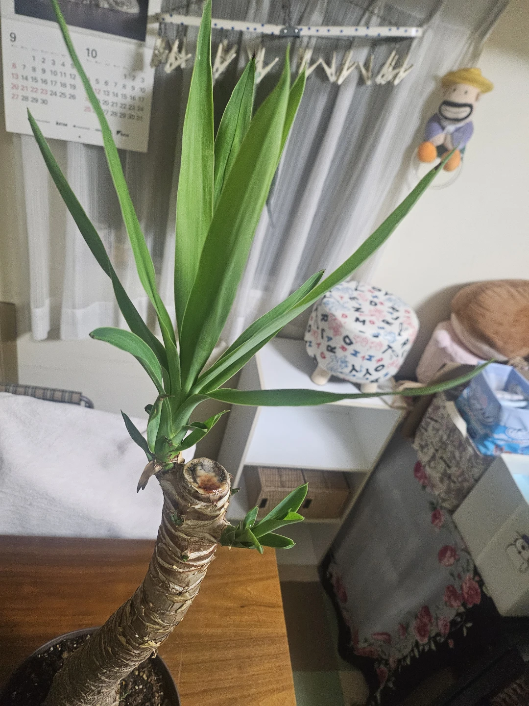 ◽ユッカ◽エレファンティペス◽観葉植物◽極太幹の写真4枚目