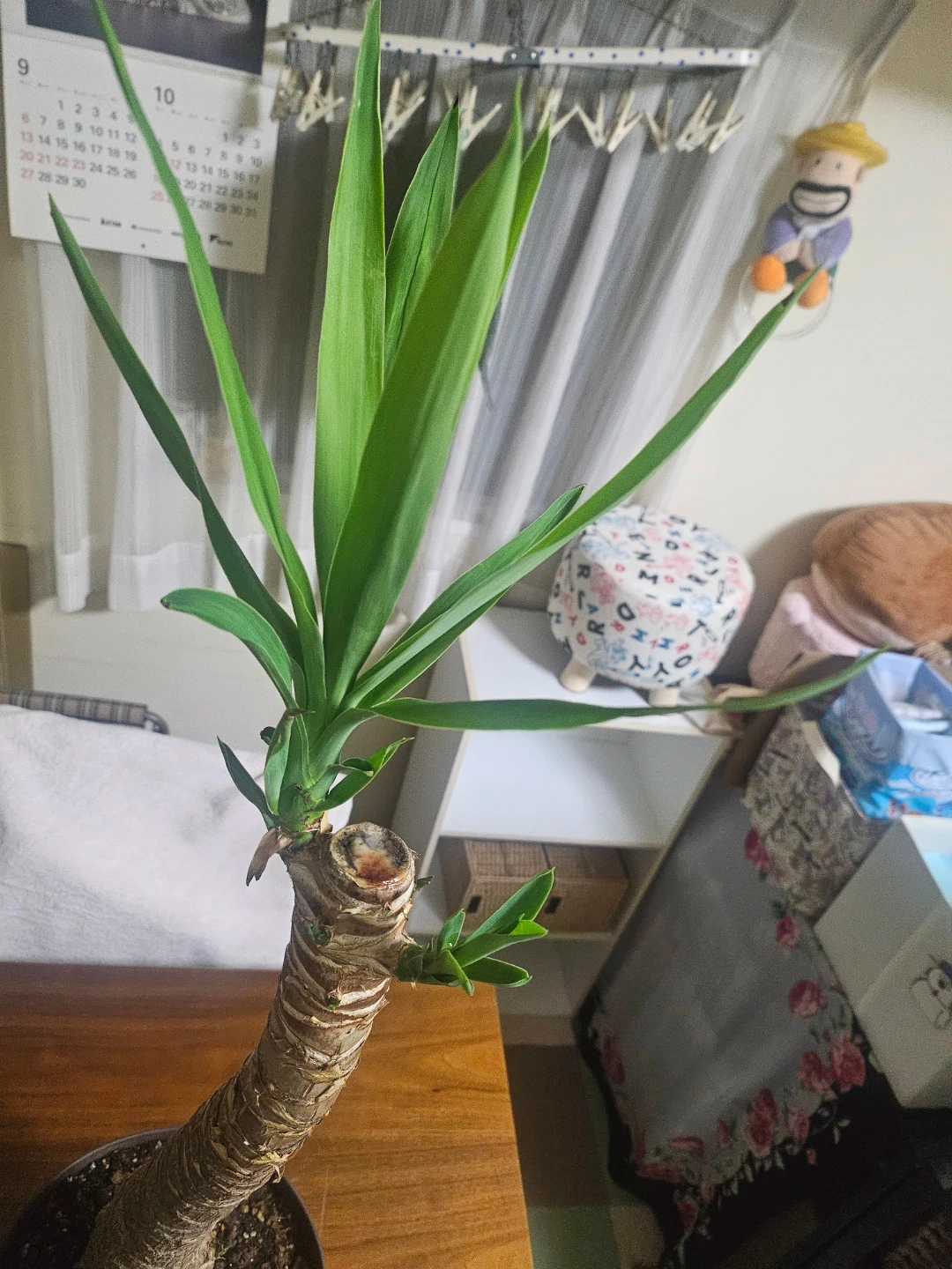 ◽ユッカ◽エレファンティペス◽観葉植物◽極太幹の写真4枚目