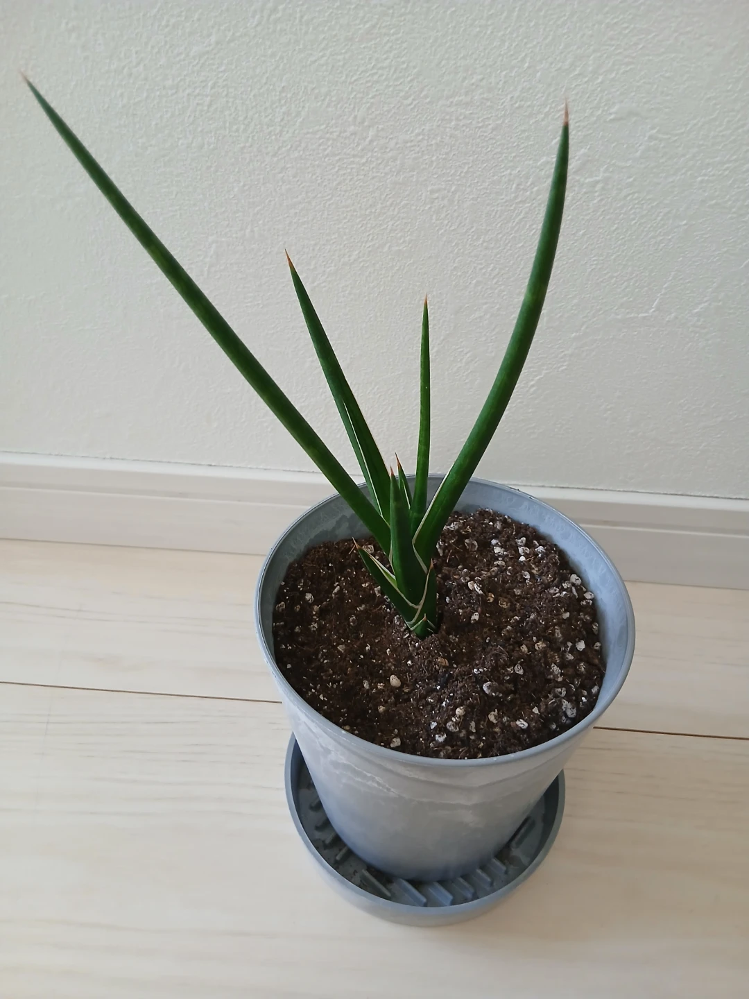 サンセベリア・フアーンウッドミカド観葉植物 鉢・皿付き